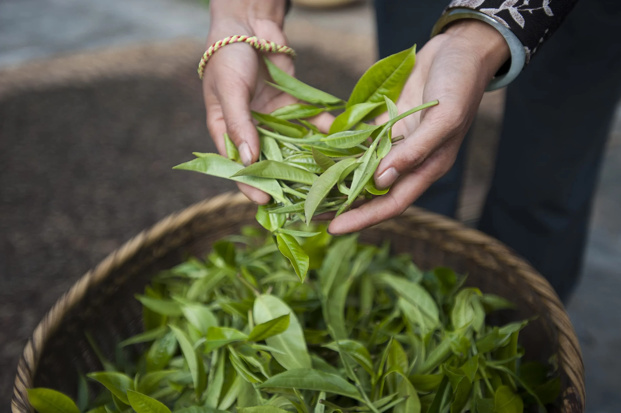 Palais des Thés Té verde FLEUR DE GEISHA 20 bolsitas de muselina