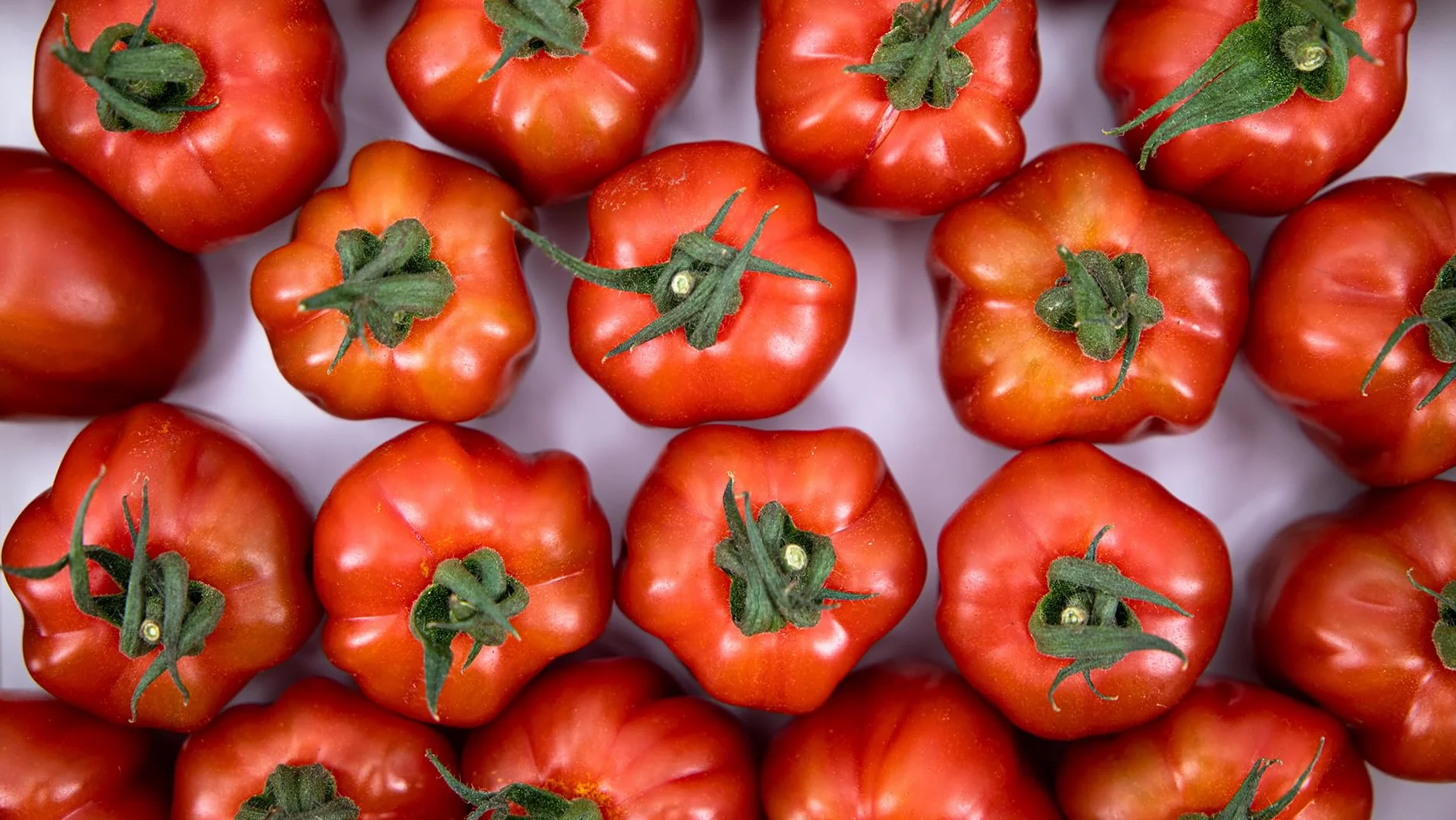 Tomate fresco Wabi-Sabi 0,85kg Origen España Andalucía Costa Tropical Cooperativa Granada La Palma