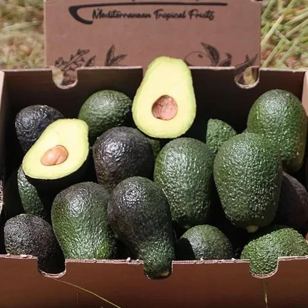 Aguacate Hass fresco 9 Kg producción local Castellón España cultivo sostenible sin químicos