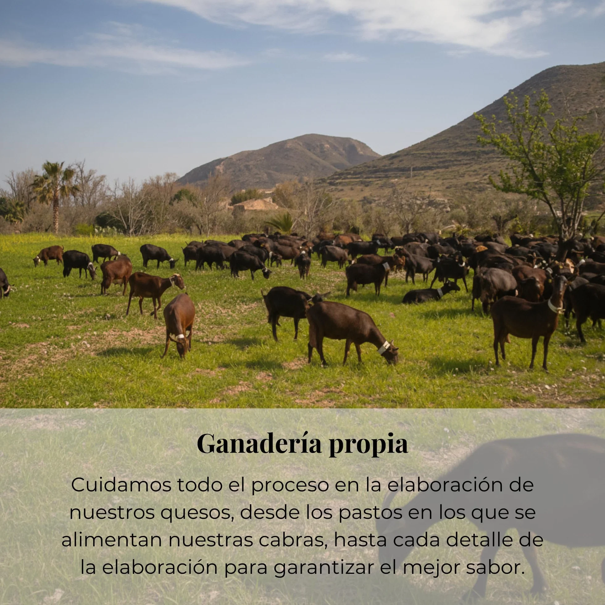 Queso Artesano Semi Curado Pimentón 100% Leche de Cabra Medio Gourmet