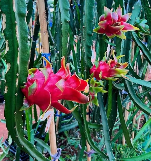 Pitahaya Púrpura 2kg Fruta Fresca Producción Local Castellón España Pitaya Rosa Fruta del Dragón