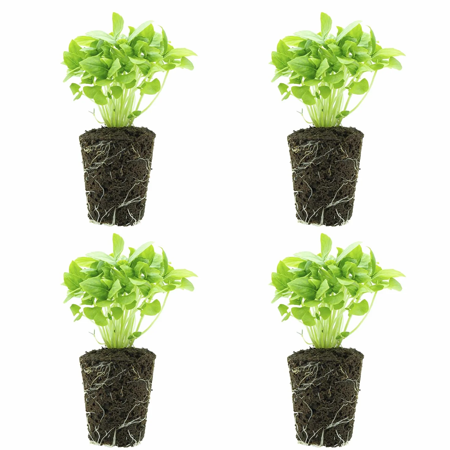 Pack de 4 Planteles de Albahaca Fresca 20g - Homemade Pesto Kit - Cultivo Vertical sin Tierra - Hierba Aromática