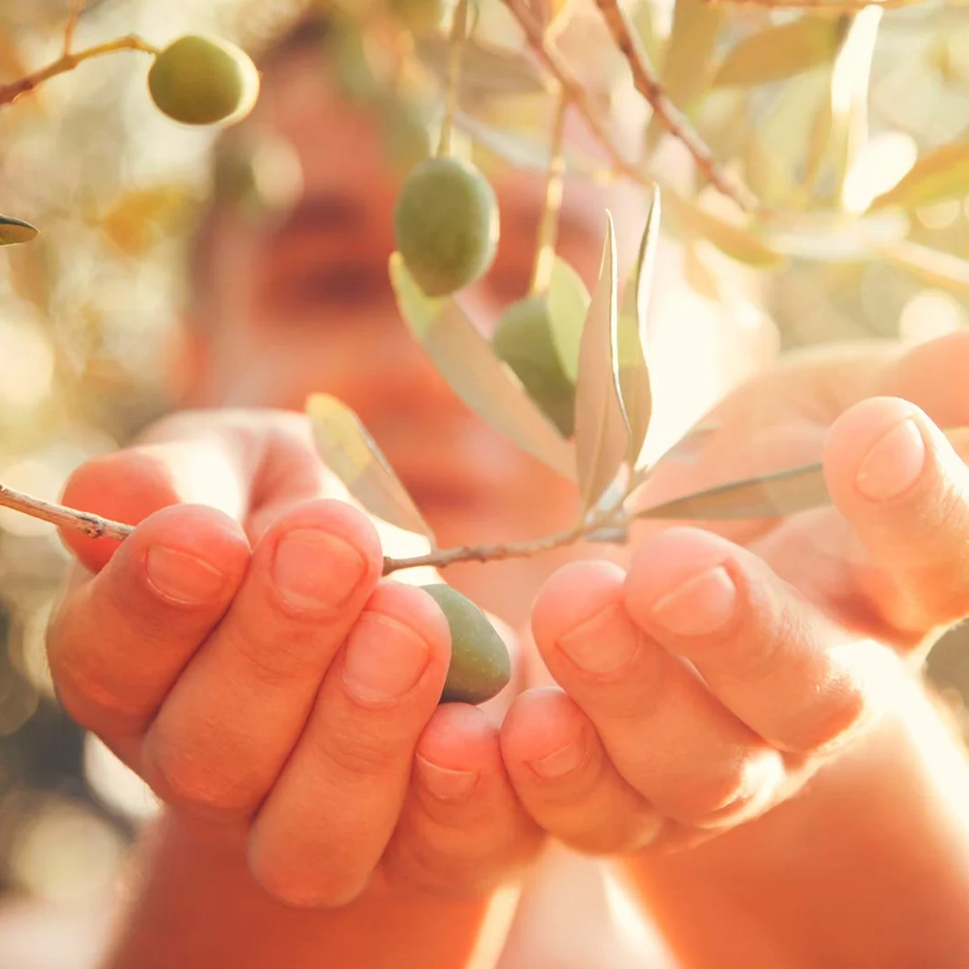 Aceitunas Verdes Aloreñas Aliñadas Partidas DCOOP Olivas 400 g