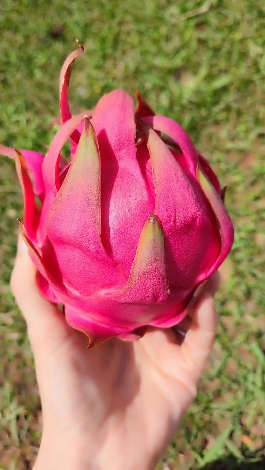 Pitahaya Púrpura 2kg Fruta Fresca Producción Local Castellón España Pitaya Rosa Fruta del Dragón