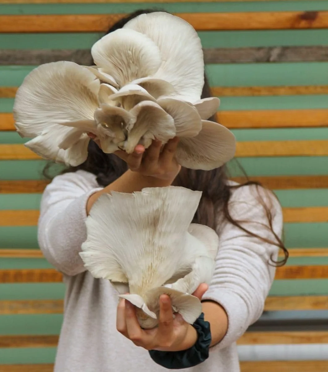 Setas Shiitake Deshidratadas 3x25g Champiñones Secos Comestibles Naturales