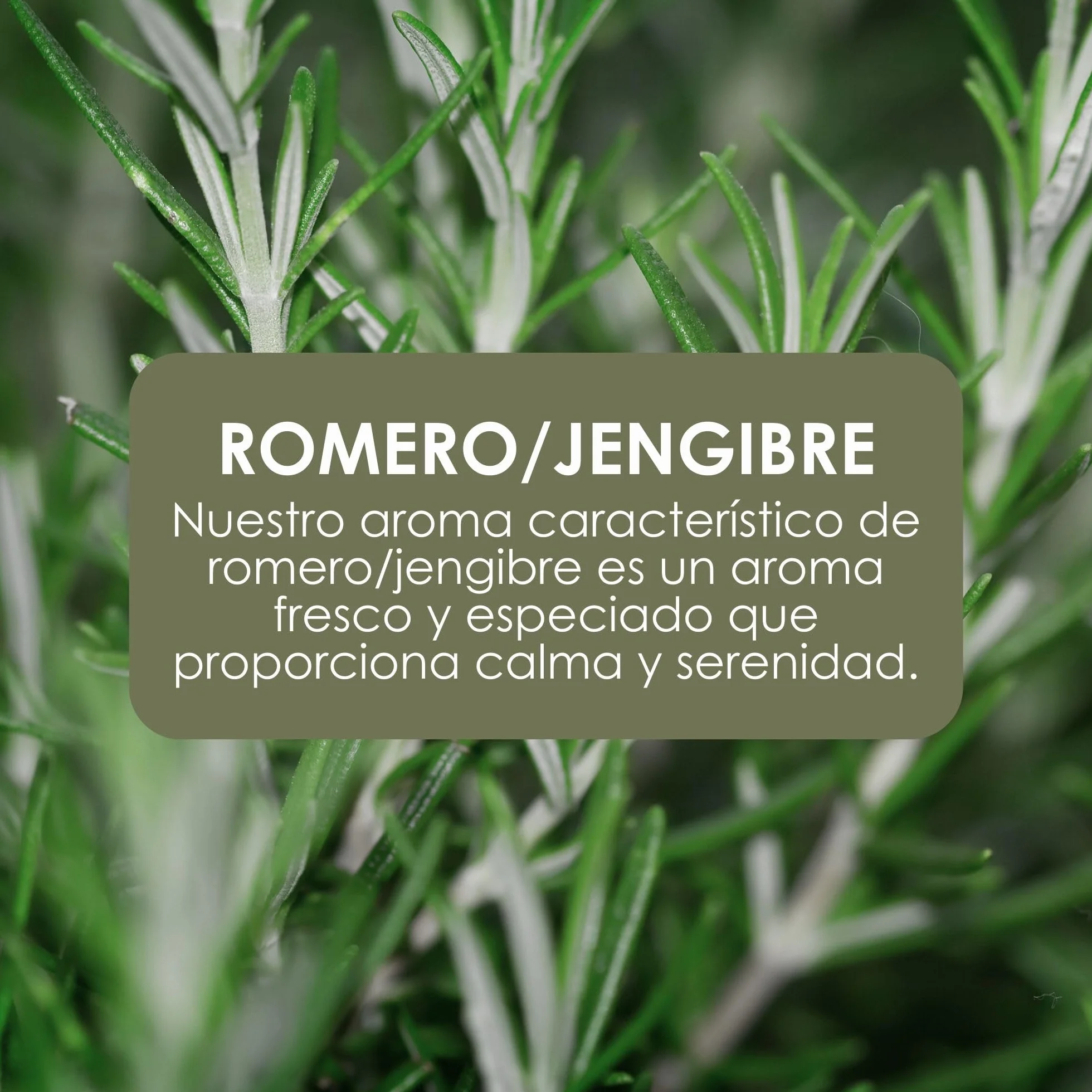 Jean & Len Hand & Body Wash Rosemary & Ginger 5 L