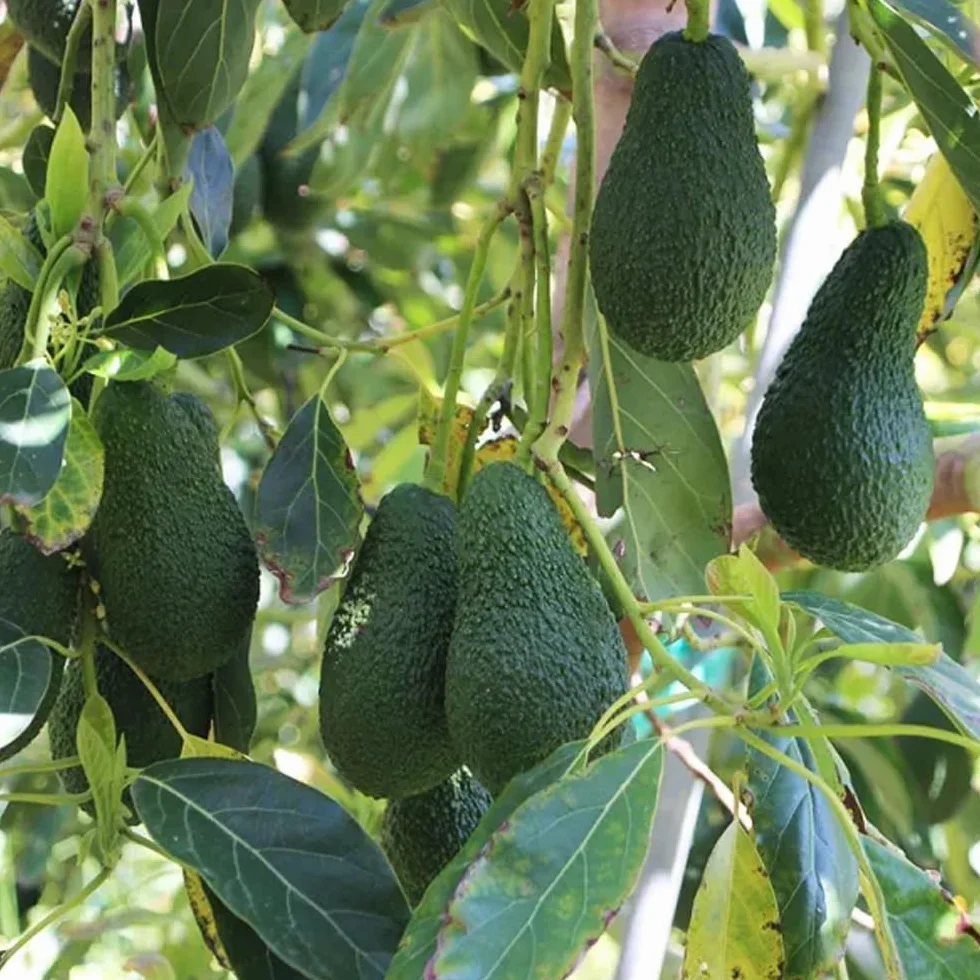 Aguacate Hass fresco 9 Kg producción local Castellón España cultivo sostenible sin químicos
