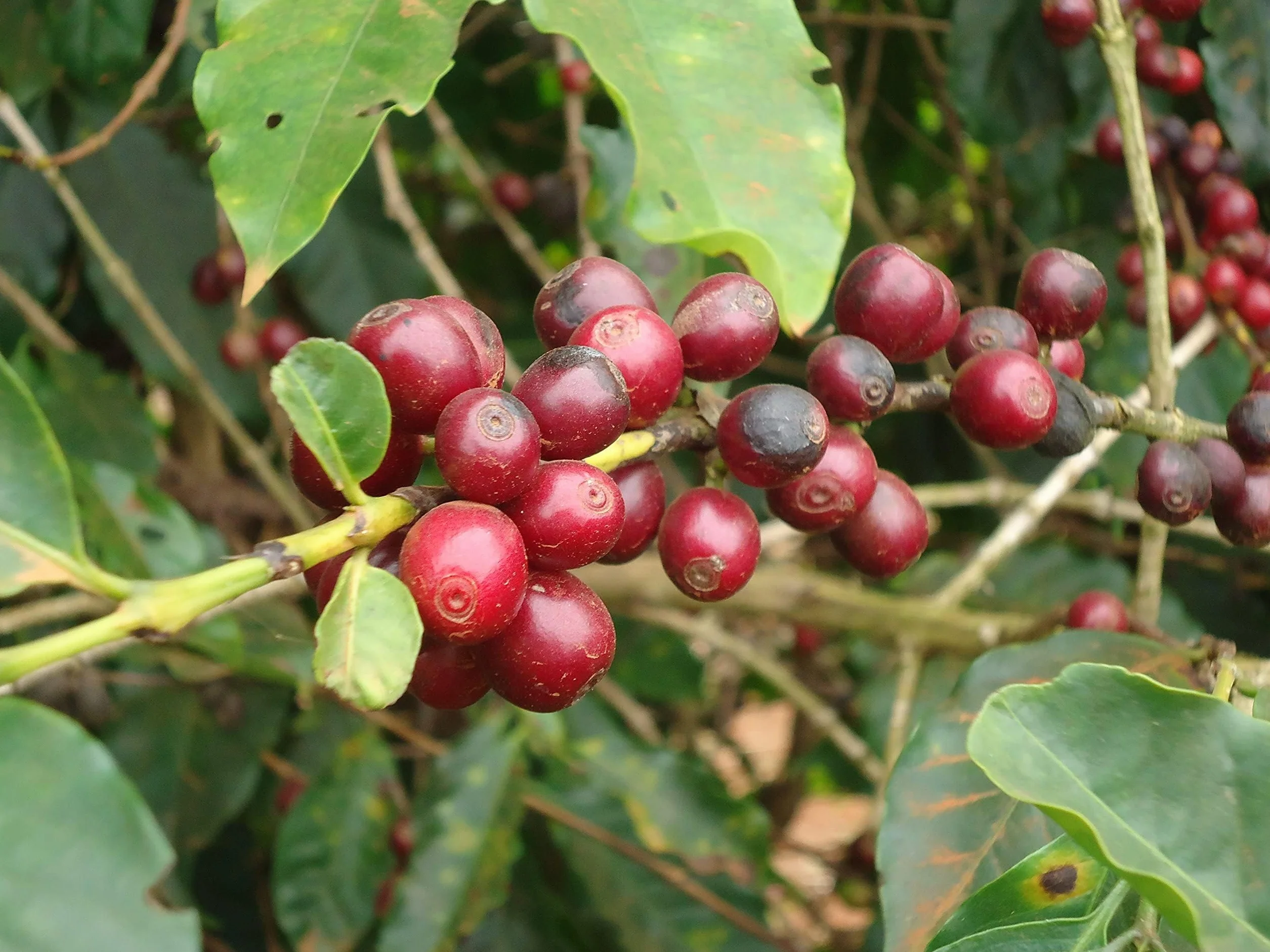 CAFES GUILIS DESDE 1928 Café Descafeinado en Grano 1 kg - Mezcla Intensa - Tueste Natural