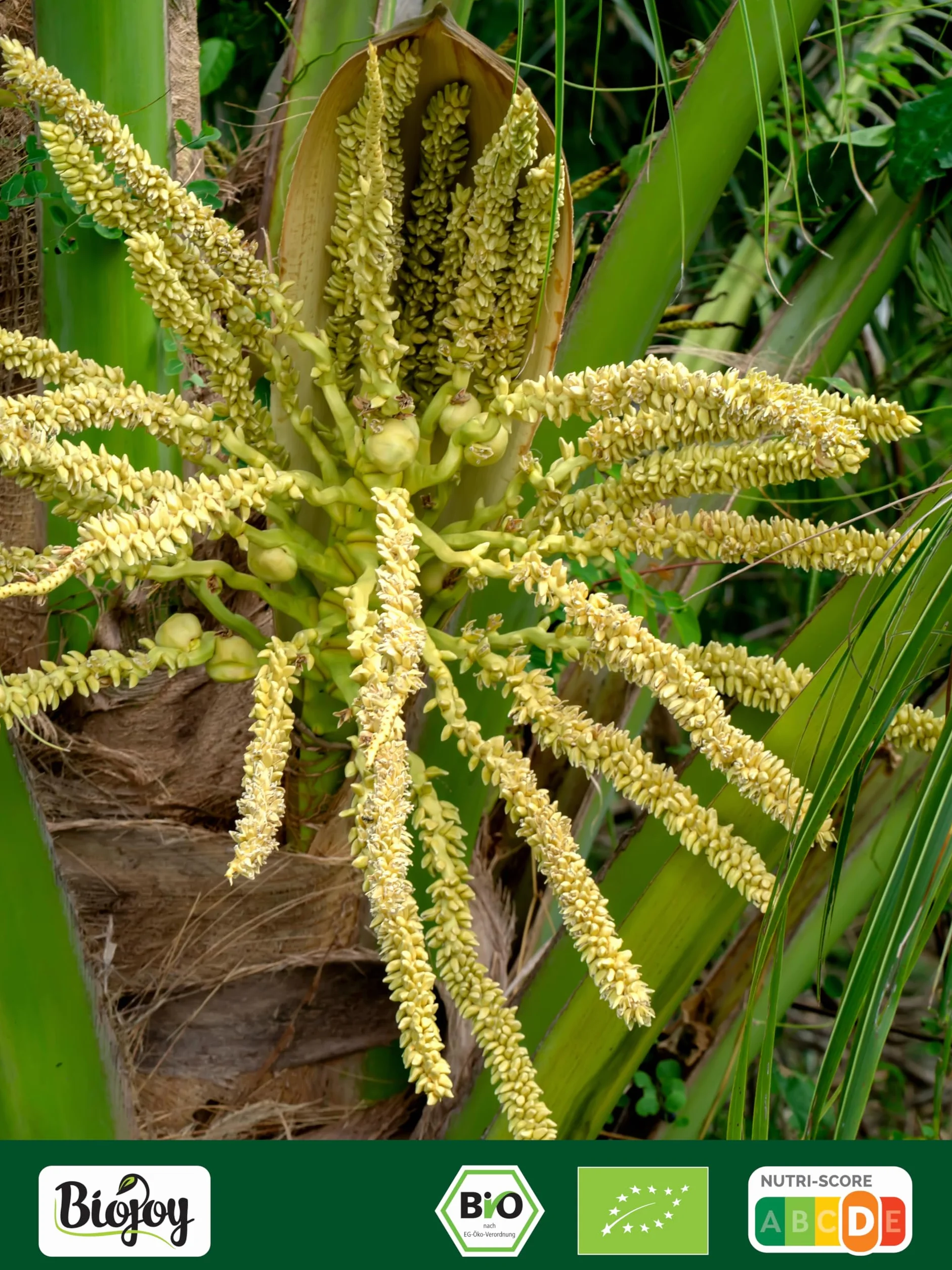 Biojoy Azúcar de Flor de Coco Orgánico 2 kg