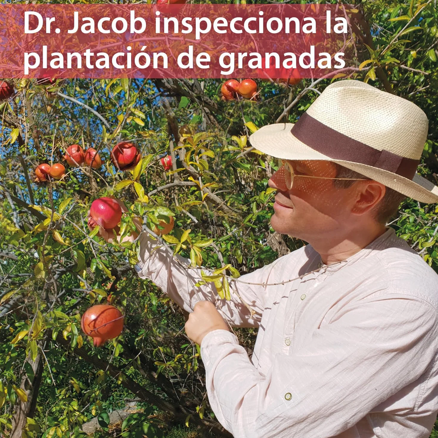 Dr. Jacob’s GranaProstan Fermentado 100 Cápsulas 700 mg Polifenoles Punicalagina Extracto de Granada