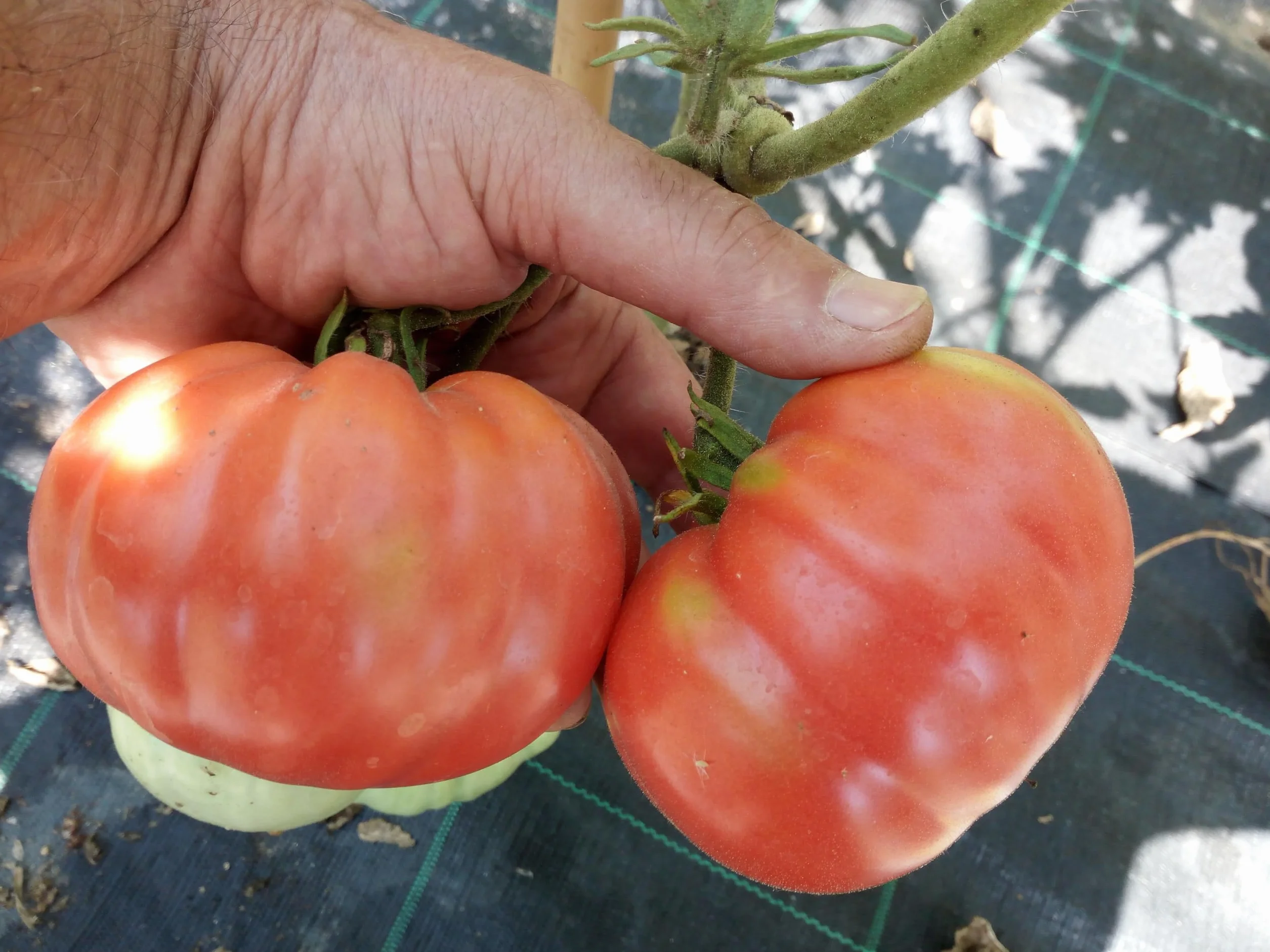TOMATE GIGANTE BELMONTE