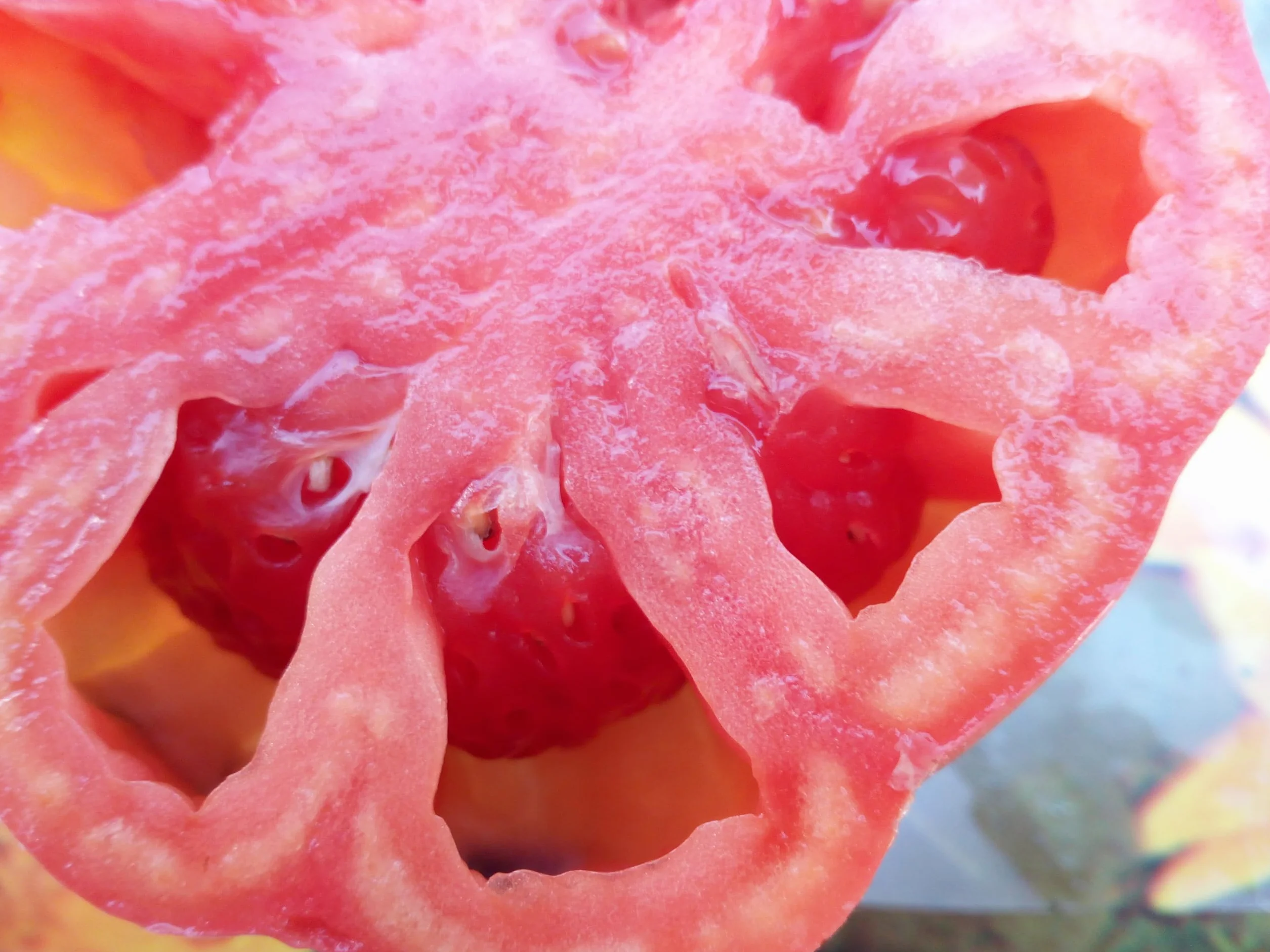 TOMATE GIGANTE BELMONTE