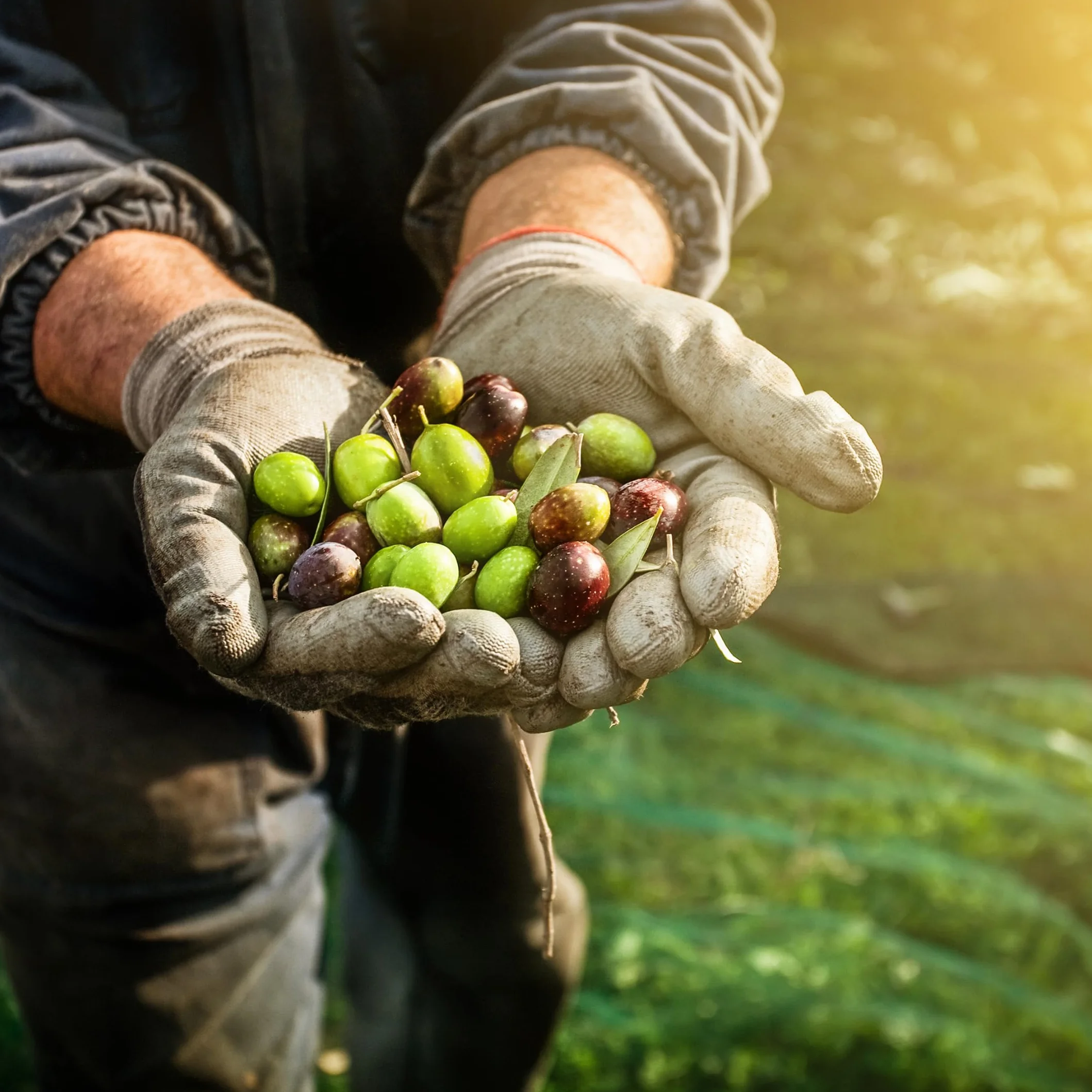 Aceitunas Verdes Aliñadas Chupadedos El Elefante Rosa Bote Familiar 3Kg