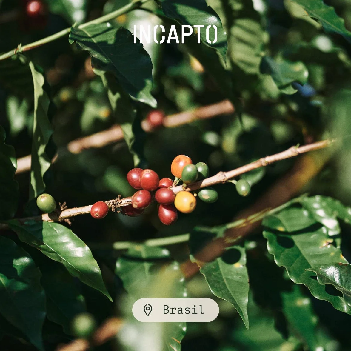 Incapto Café Descafeinado de Especialidad en Grano 500g 100% Arábica Brasil Swiss Water Decaf