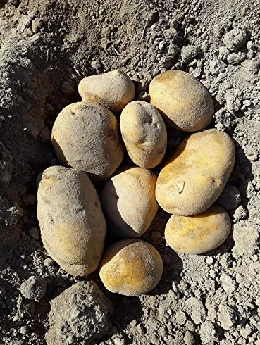 PATATA AGRIA DE XINZO DE LIMIA FREIR CAJA 20 KG