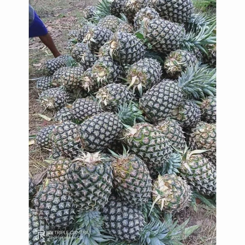 Piña 2 KG