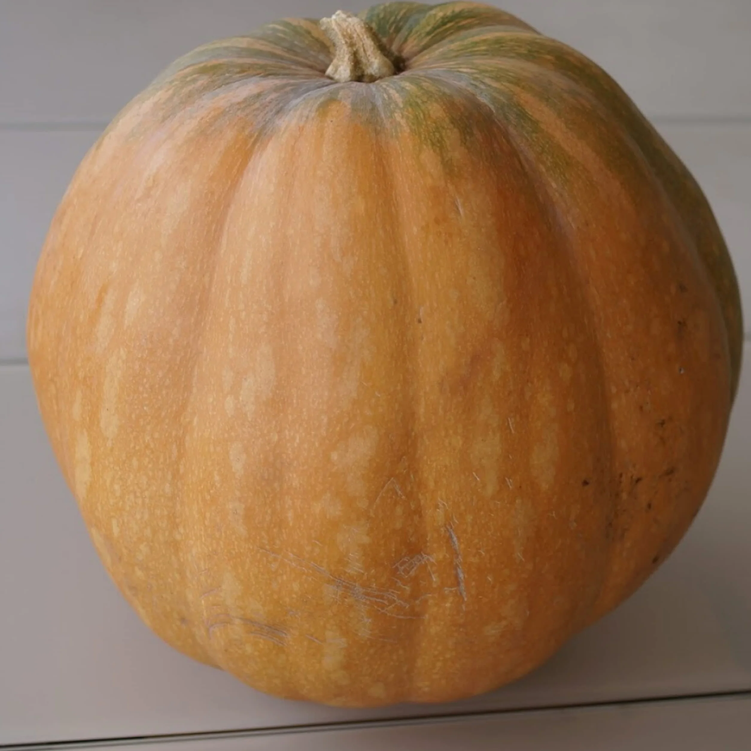 Germisem Menina Semillas de Calabaza 5 g