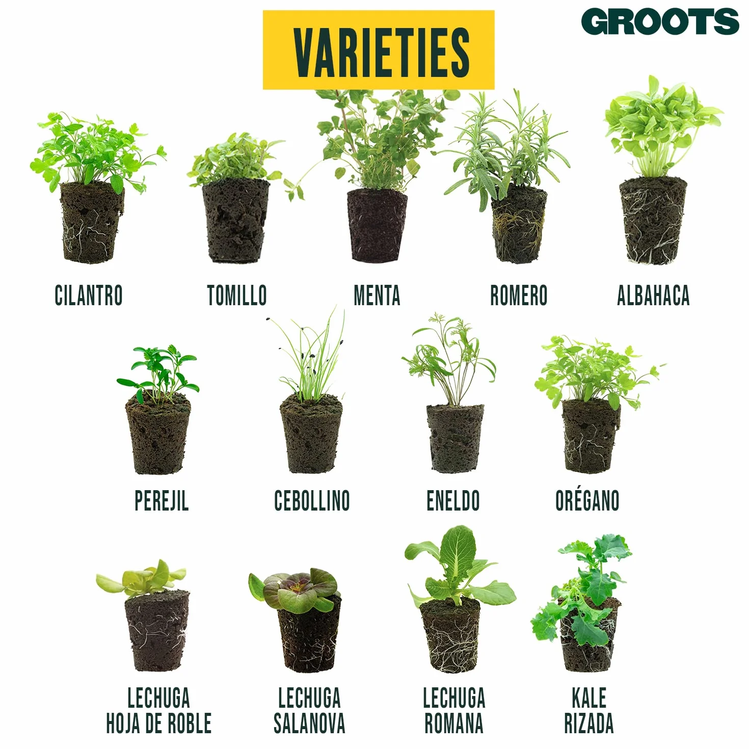 Pack de 4 Planteles de Albahaca Fresca 20g - Homemade Pesto Kit - Cultivo Vertical sin Tierra - Hierba Aromática