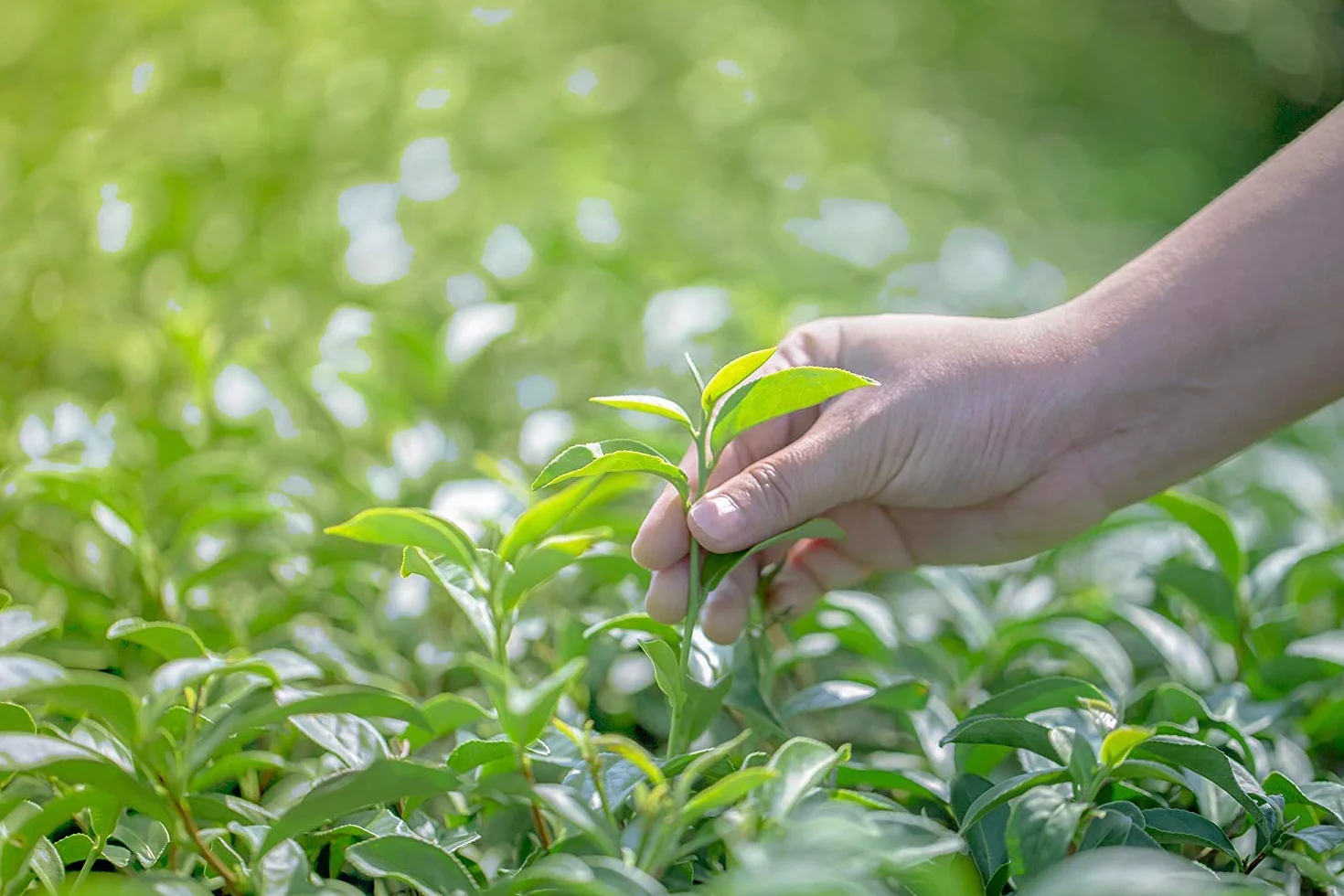 Rooibos Bio Bayas silvestres Frutas rojas Té a granel 100 g 40 tazas Agricultura orgánica Mes-tés