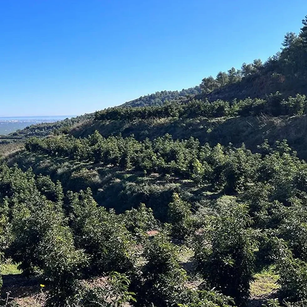 Aguacate Hass fresco 9 Kg producción local Castellón España cultivo sostenible sin químicos