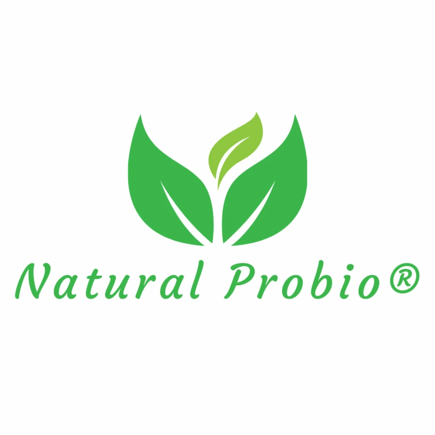Natural Probio Original Kombucha Scoby Kit de inicio cultivo auténtica cepa madre instrucciones receta consejos