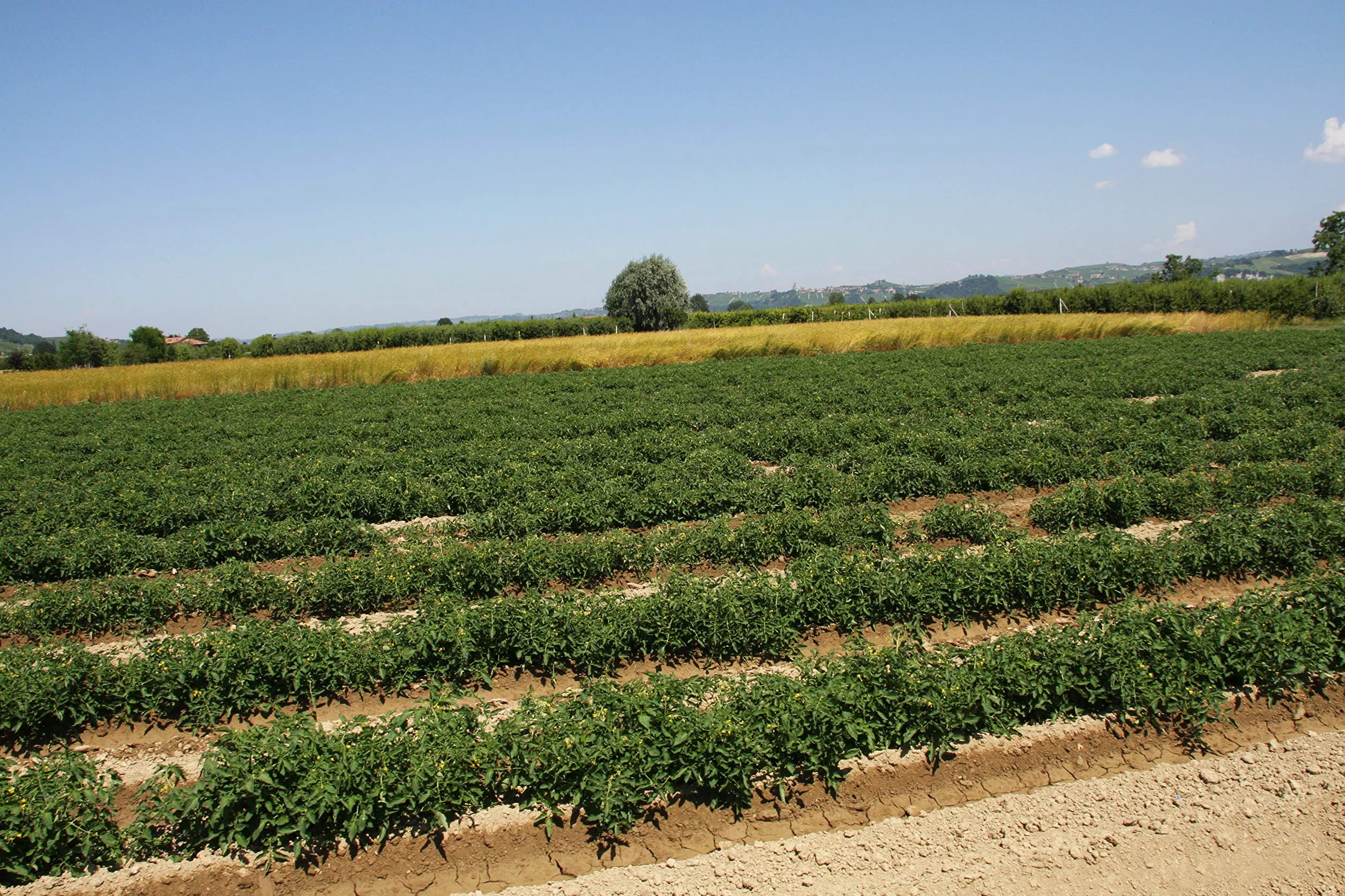 Mariangela Prunotto Empresa Agricola Ocet jabłkowy organiczny niefiltrowany z matką 250 ml 6 sztuk