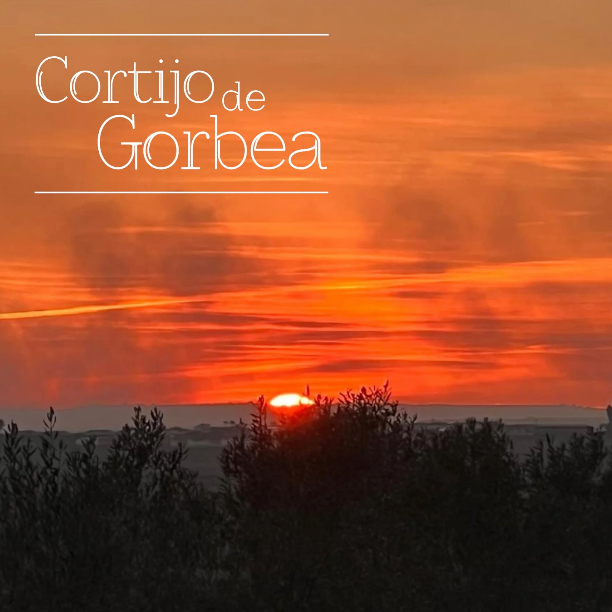 Aceite de Oliva Virgen Extra Picual Cortijo de Gorbea Pack 3 Botellas