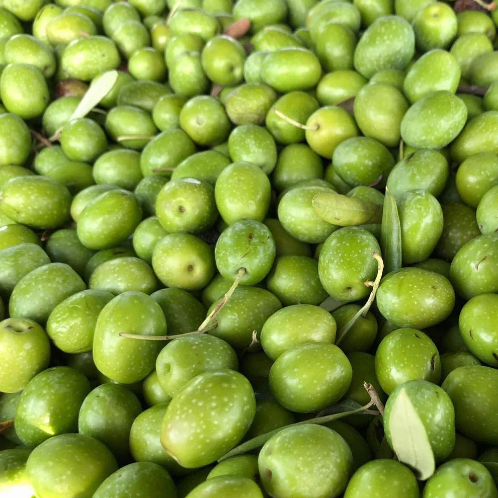 Aceitunas Crudas Verdes para preparar en casa