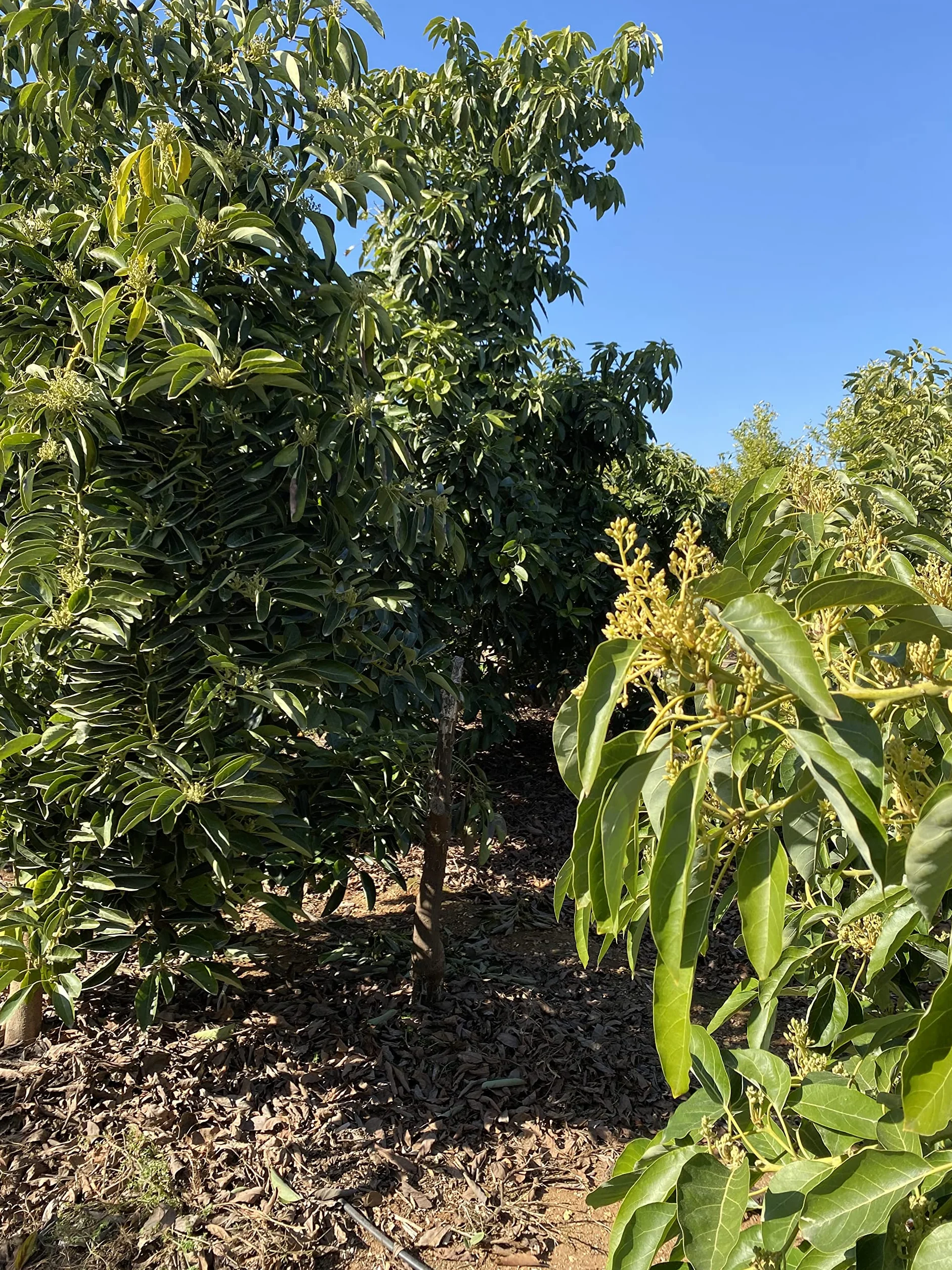 Aguacate Fuerte 4Kg Ecológico