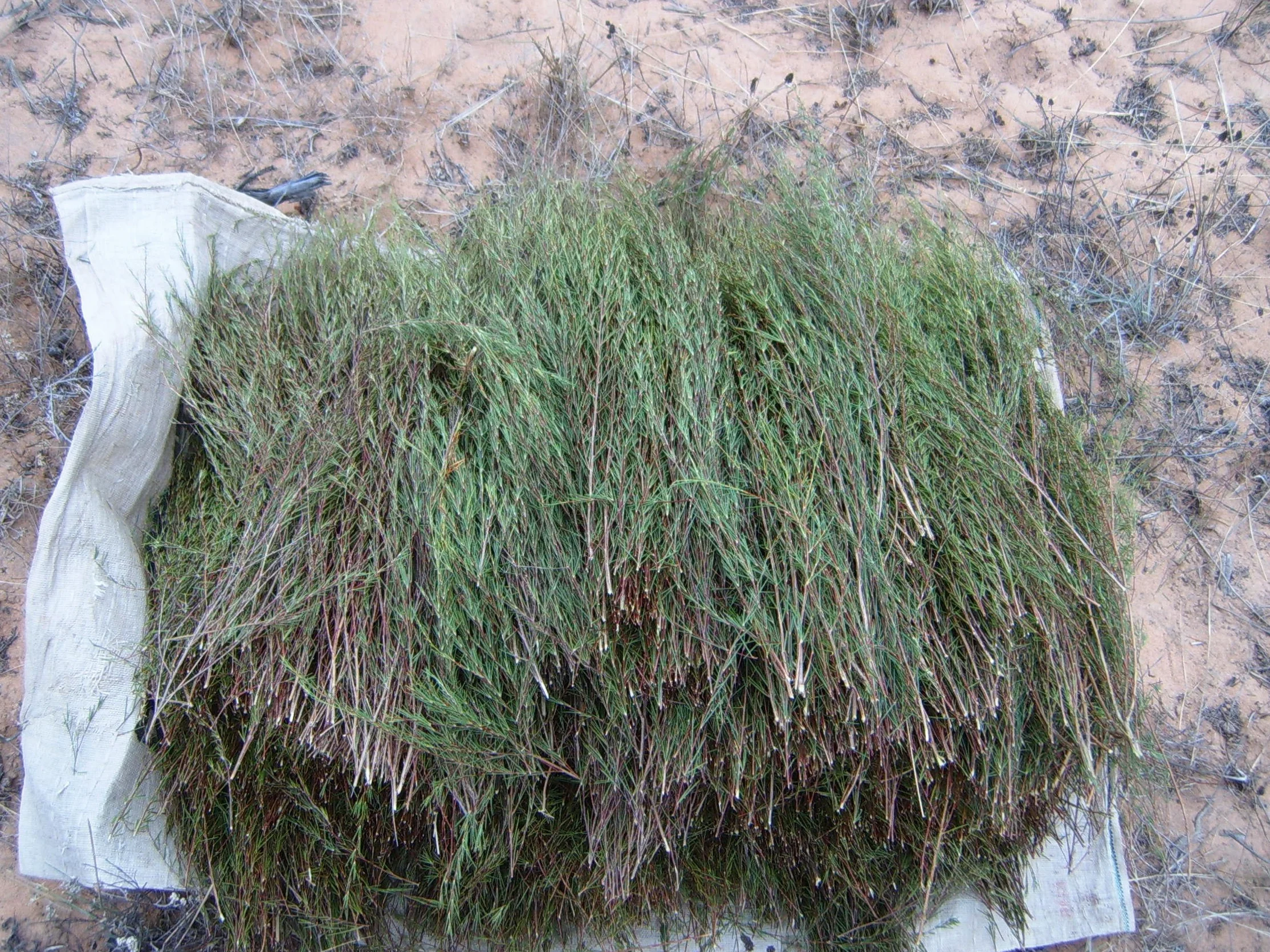 Rooibos verde BIO 200 g sin teína no fermentado bolsa biodegradable