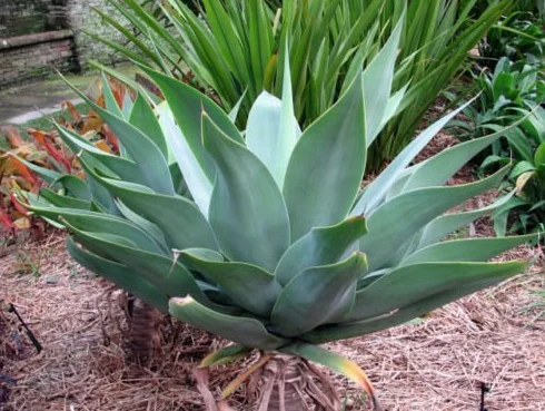 Agave attenuata - 5 Semillas