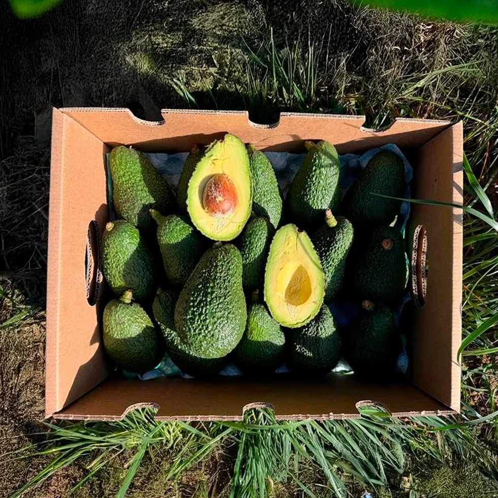 Aguacate Hass fresco 9 Kg producción local Castellón España cultivo sostenible sin químicos