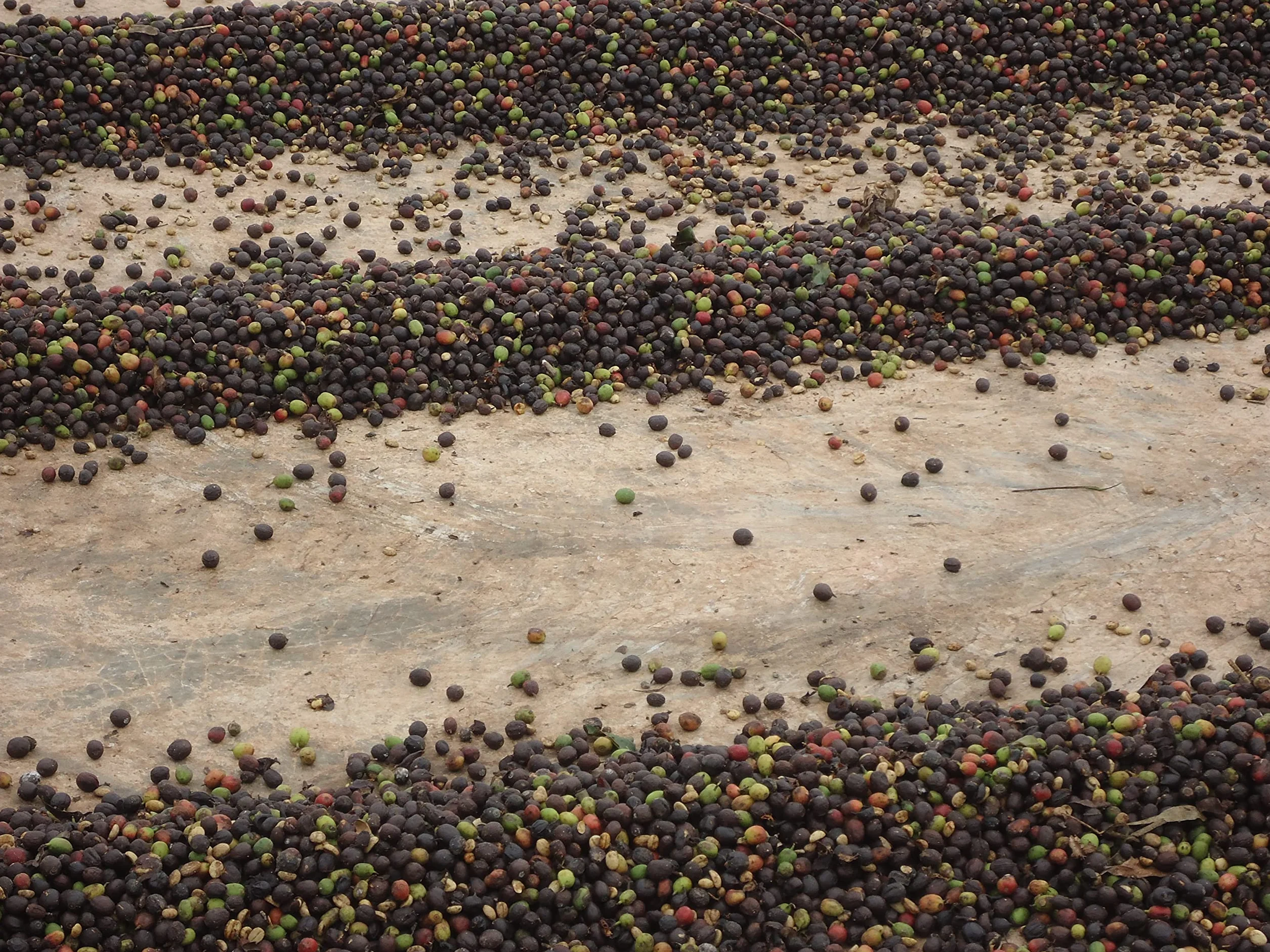 Café en Grano Descafeinado 100% Arábica 1 Kg – Tueste Natural, Sabor Espresso, Aroma Suave y Equilibrado
