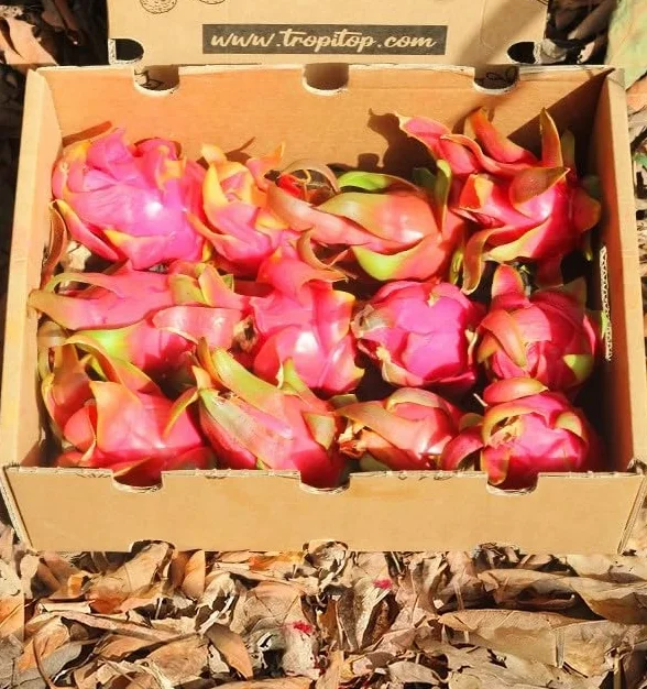 Pitahaya Púrpura 2kg Fruta Fresca Producción Local Castellón España Pitaya Rosa Fruta del Dragón