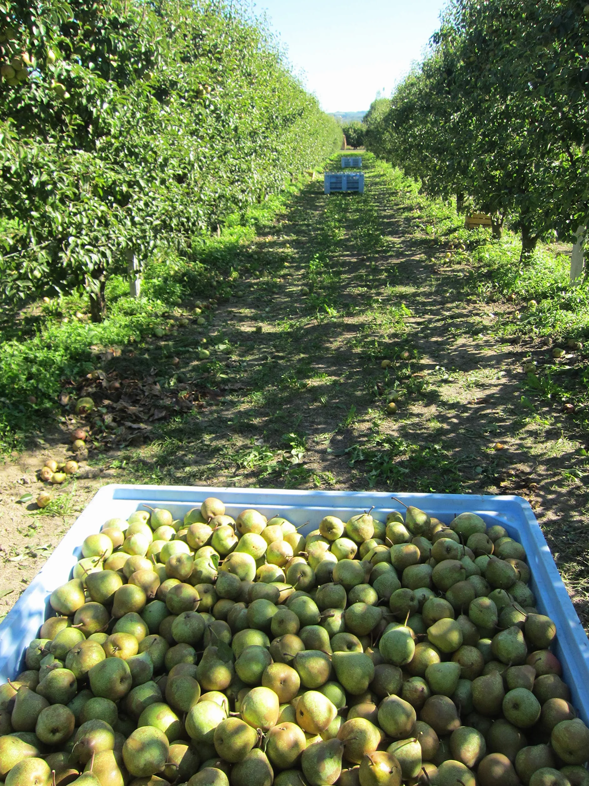 Mariangela Prunotto Empresa Agricola Ocet jabłkowy organiczny niefiltrowany z matką 250 ml 6 sztuk