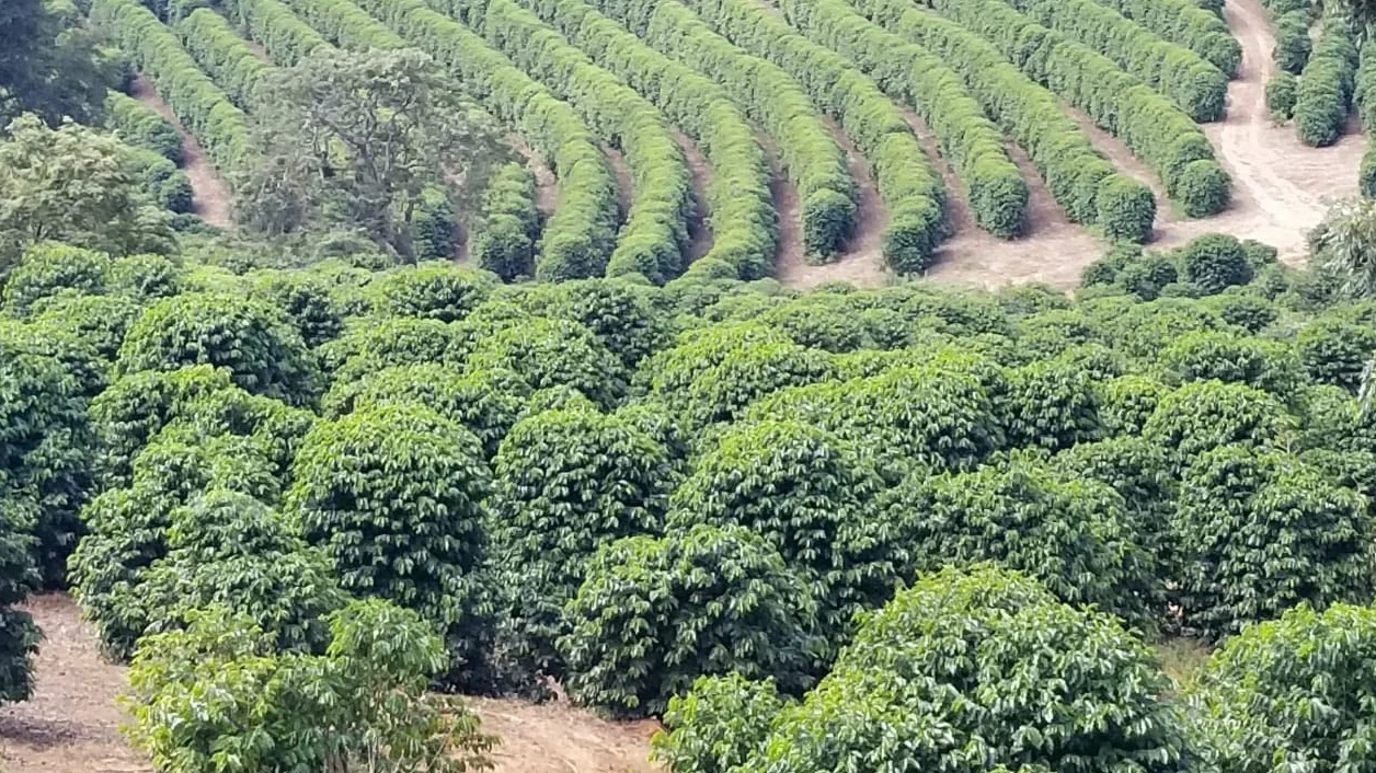CAFES GUILIS DESDE 1928 Café Colombiano en Grano 100% Arábica Tueste Natural Finca Mocatán 1kg