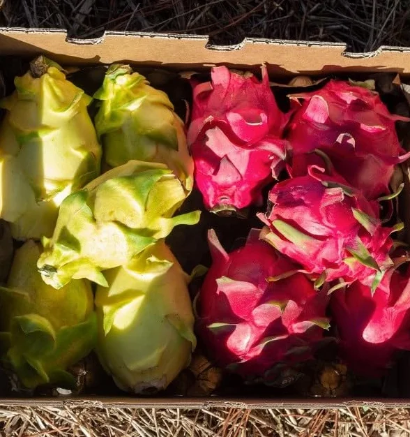 Pitahaya Púrpura 2kg Fruta Fresca Producción Local Castellón España Pitaya Rosa Fruta del Dragón