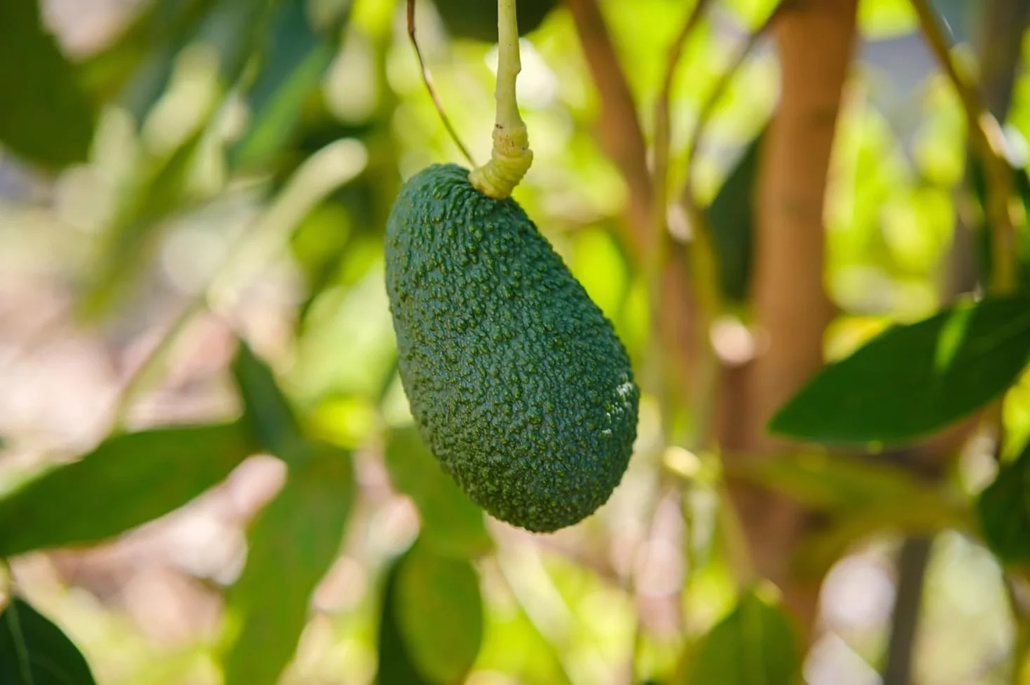 Vitalem Aguacates Frescos 2kg (6-10 Piezas) Aguacates Hass de Temporada Ecológicos