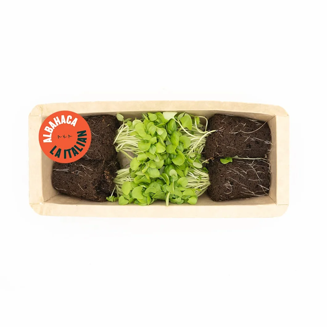 Pack de 4 Planteles de Albahaca Fresca 20g - Homemade Pesto Kit - Cultivo Vertical sin Tierra - Hierba Aromática
