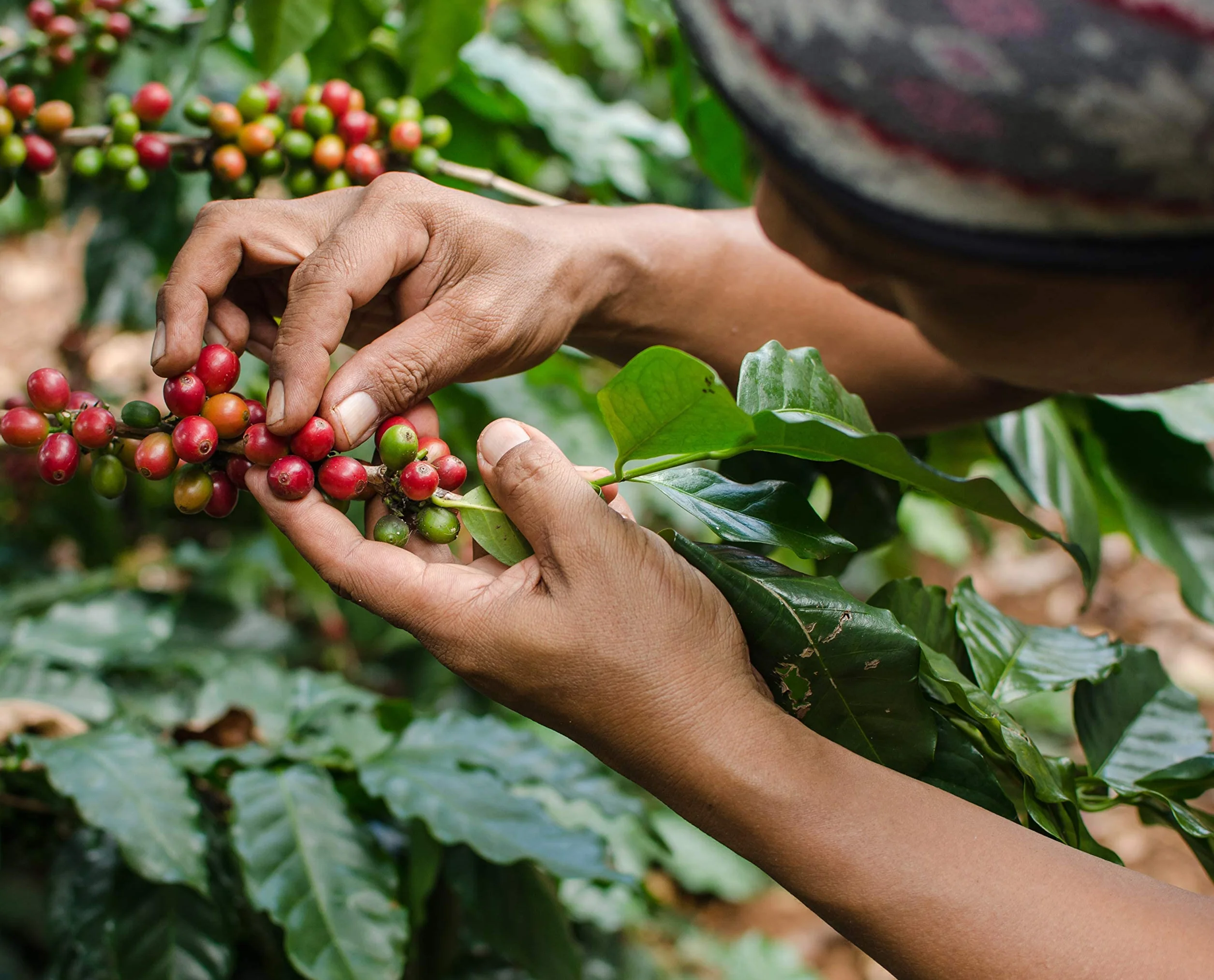 C&T XL Café Calendario de Adviento Orgánico Justo Granos Enteros 2024 24 Cafés Orgánicos 20g Navidad