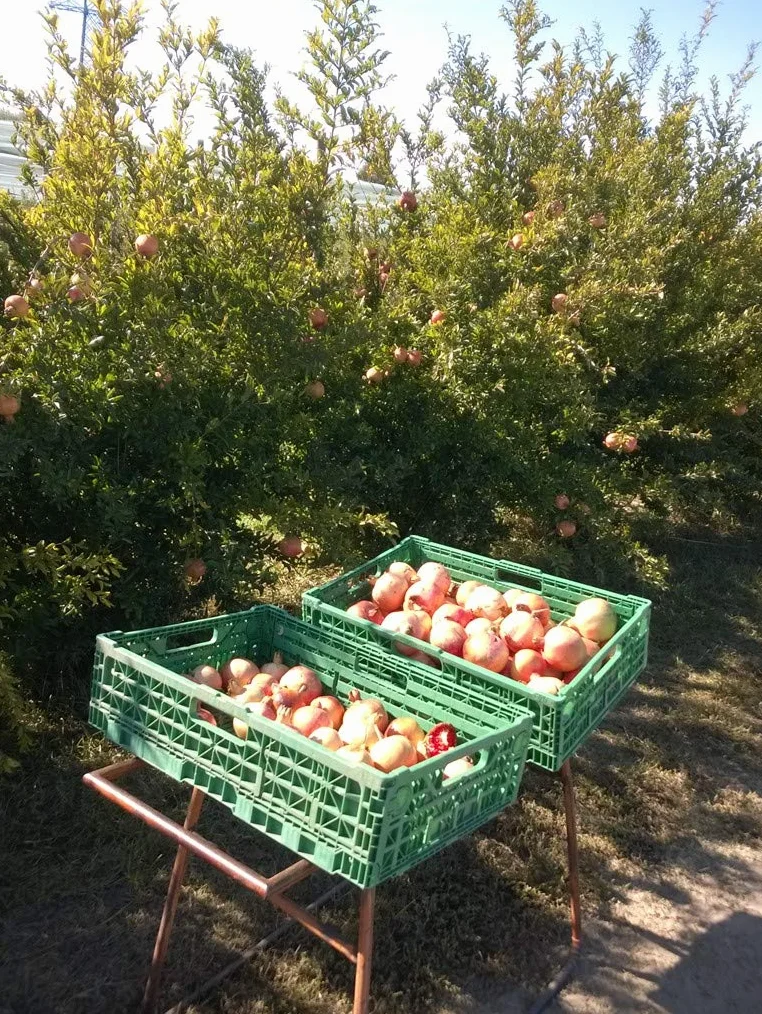 Vinagre de granada agridulce natural con acetificación espontánea lenta