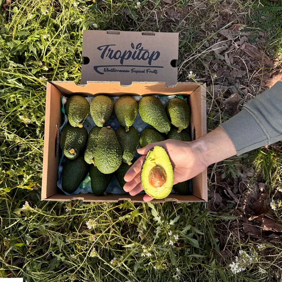 Aguacate Hass fresco 9 Kg producción local Castellón España cultivo sostenible sin químicos
