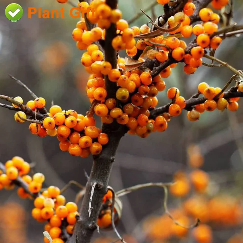 Sea Buckthorn Dried Berries 80g Natural Fruit, No Additives, Yogurt, Smoothie, Snacks