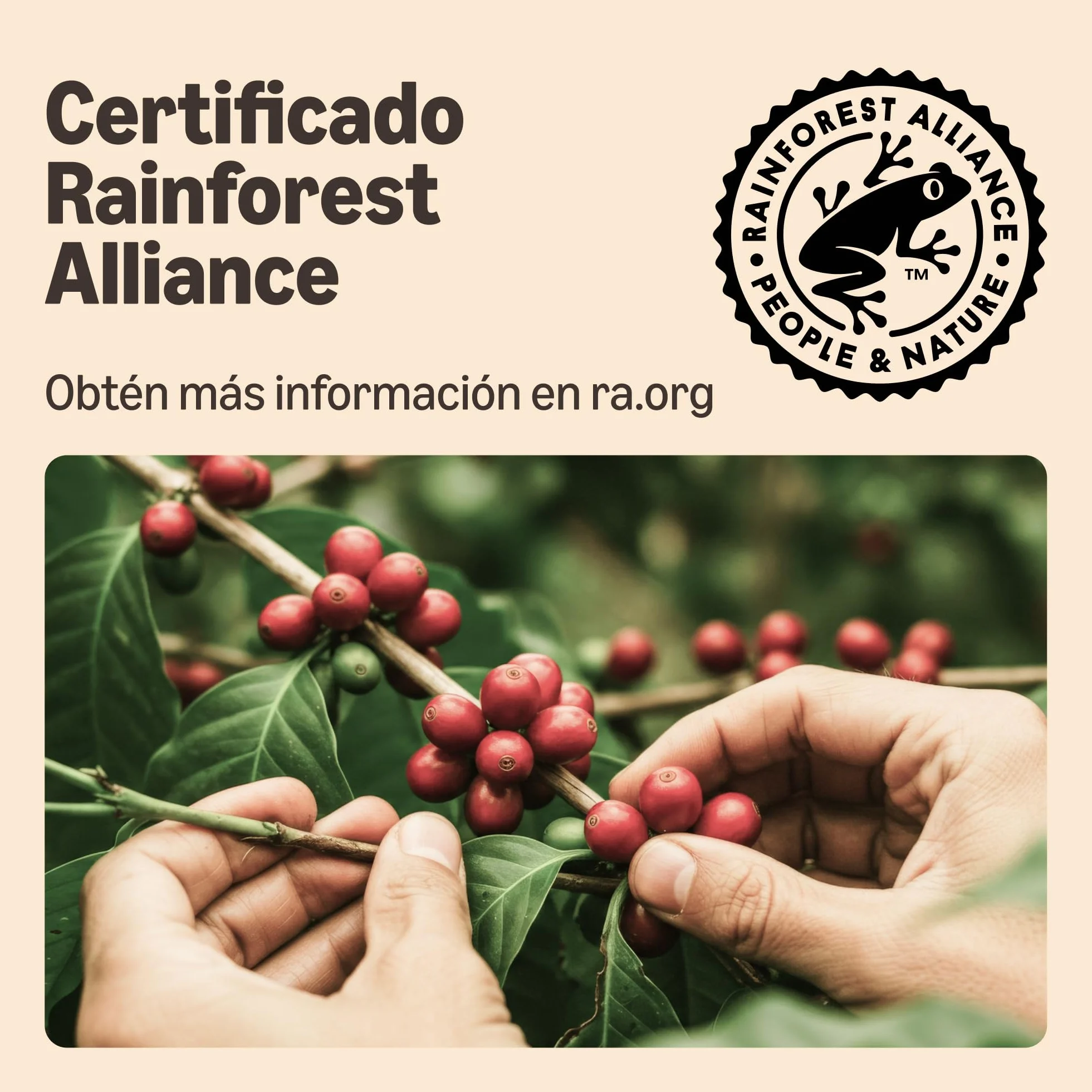 by Amazon Monodosis Intensas 36 Unidades Senseo Cafeteras Rainforest Alliance