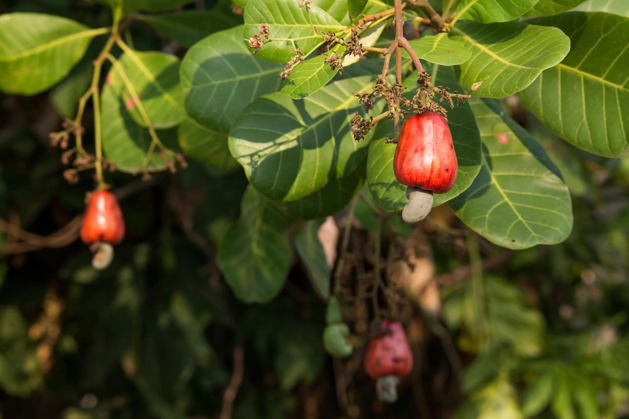 Anacardos ecológicos enteros, 2 bolsas de 500 g