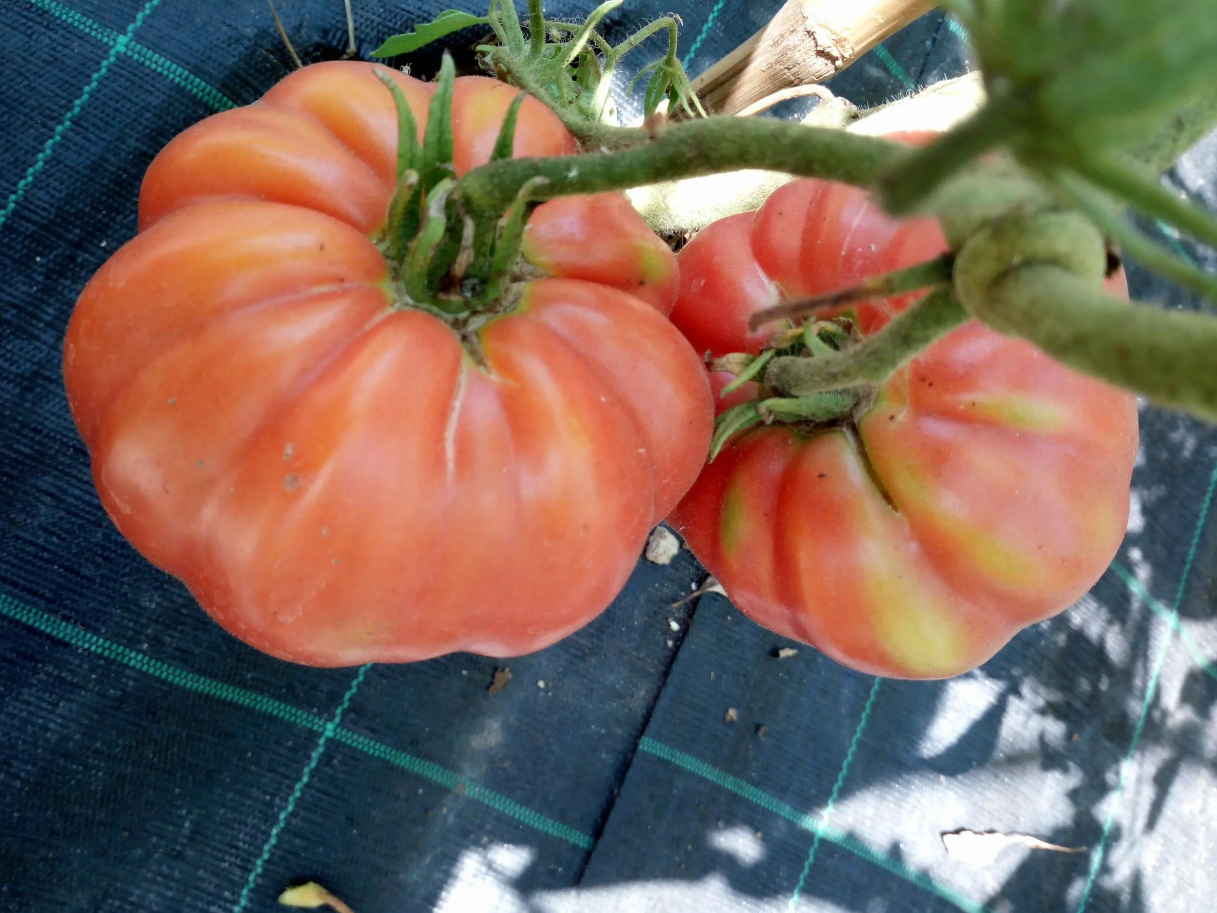 TOMATE GIGANTE BELMONTE