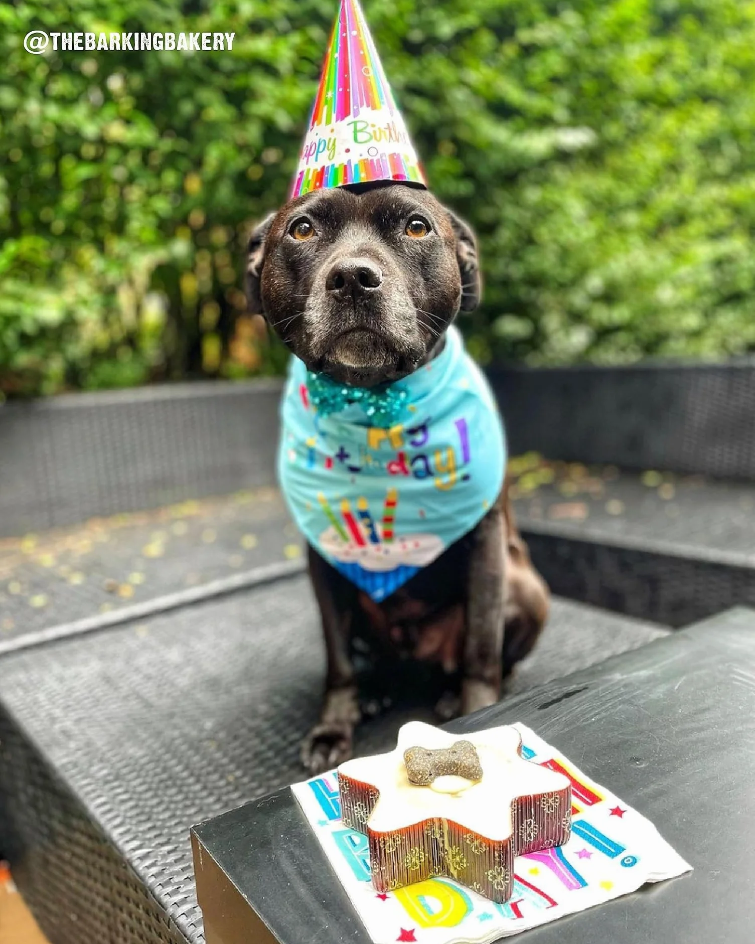 The Barking Bakery Pastel de estrella con tapa de yogur para perros, pastel de cumpleaños con hueso, esponja de vainilla y cobertura, grado humano