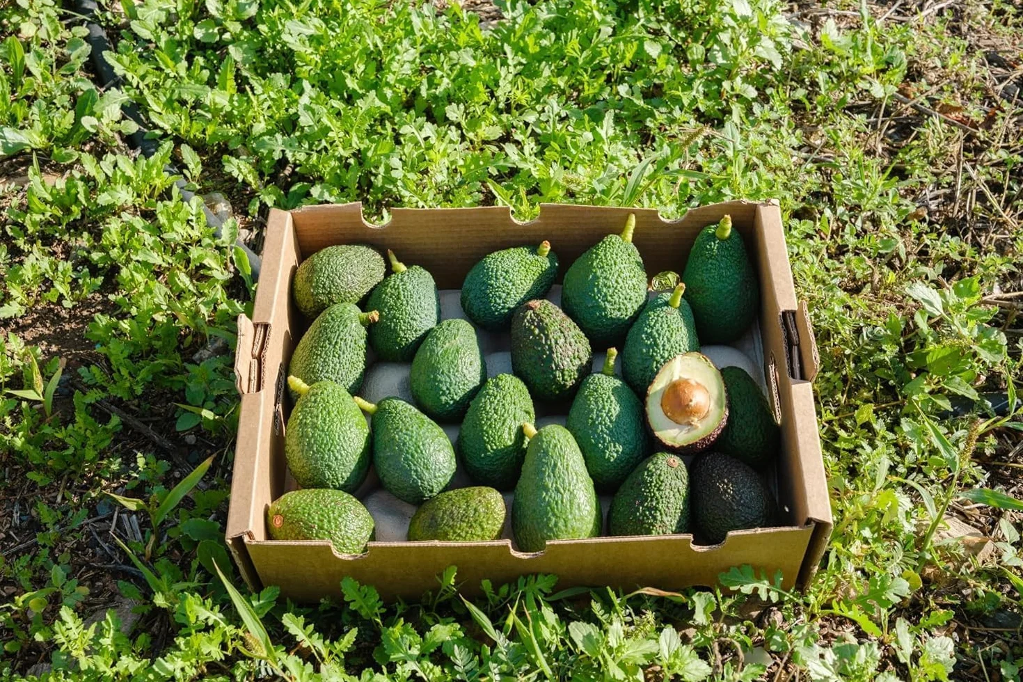 Vitalem Aguacates Frescos 2kg (6-10 Piezas) Aguacates Hass de Temporada Ecológicos