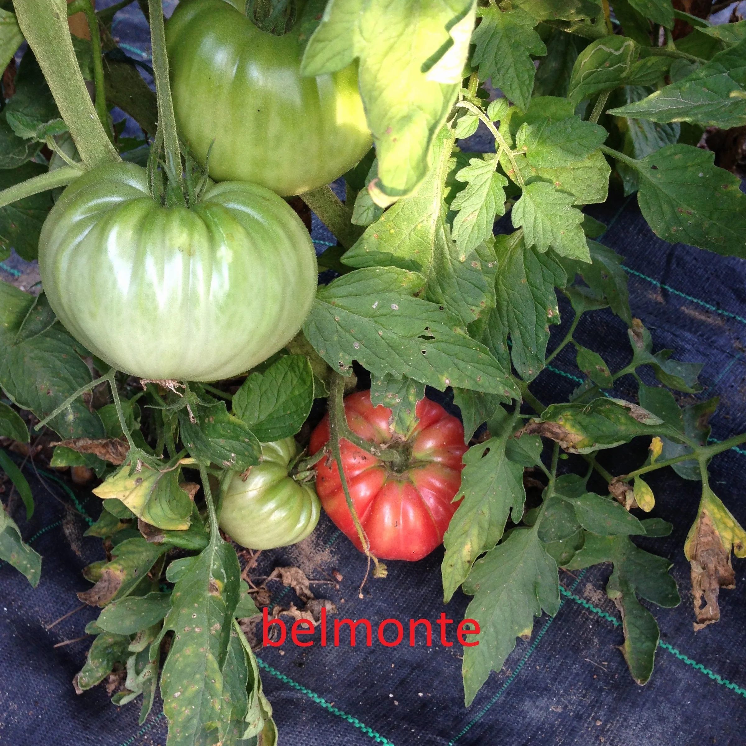 TOMATE GIGANTE BELMONTE