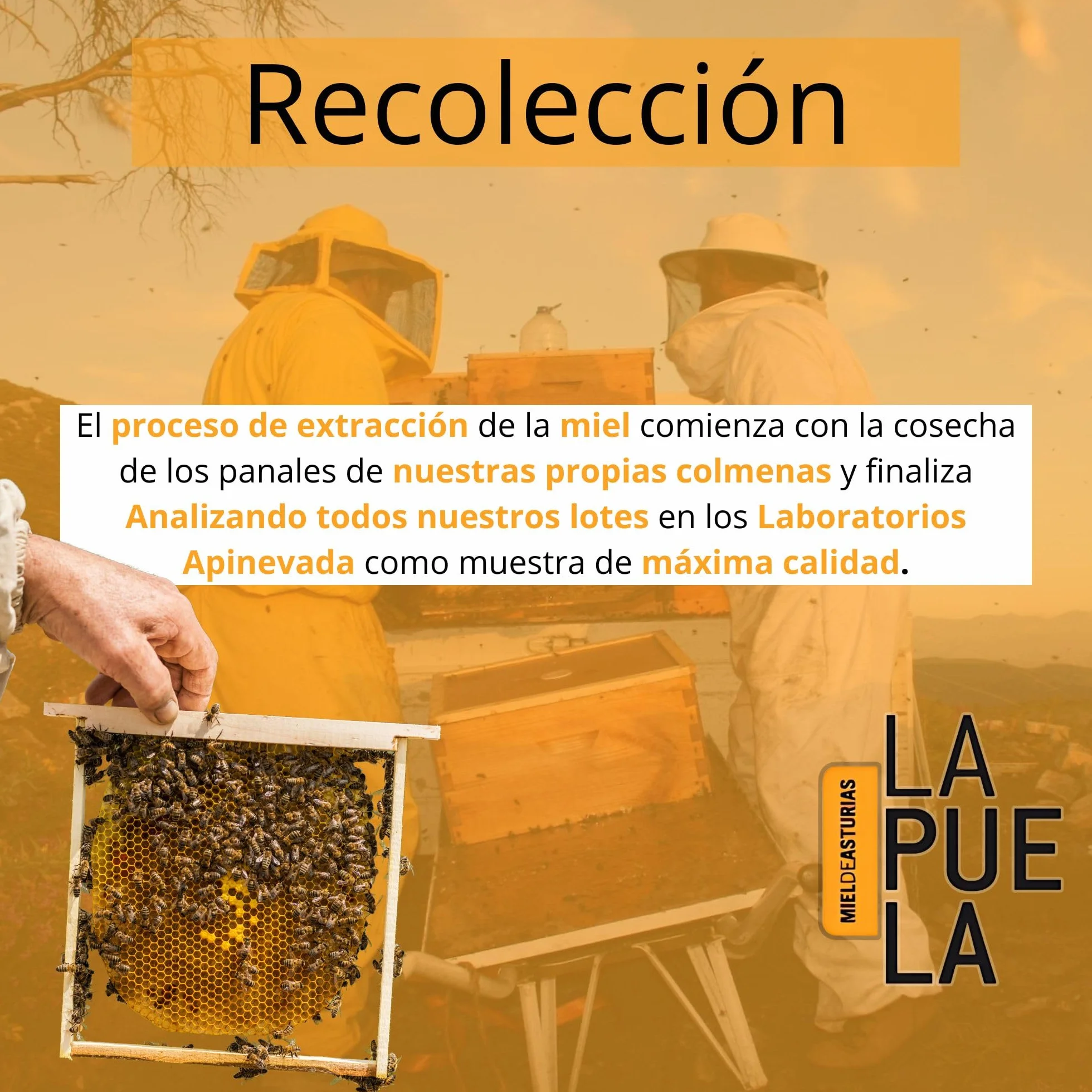 LAPUELA Miel de Brezo Verano 100% Natural Pura de Abeja Aroma Floral Intenso Sabor Dulce Equilibrado Producción Artesanal Asturias